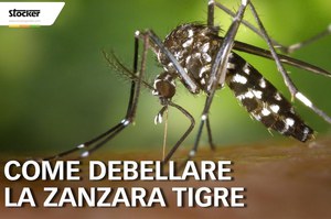Lotta alla zanzara tigre: le azioni, i kit e i banchetti